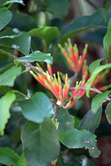Macro image of Brush Mistletoe blooms, New South Wales Australia
