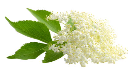 White floral texture blooms on transparent background. Use for branding, posters.