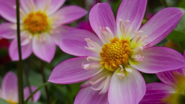 Dahlia Flowers Blooming In Halifax Park Autumn Garden Canada. Beautiful Seasonal Scene Featuring A Garden Filled With Vibrant Red And Pink Dahlias Under Golden Autumn Sky.