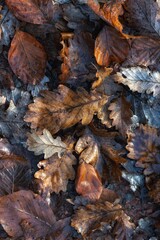 Autumn leaves in the forest. Natural background. Selective focus