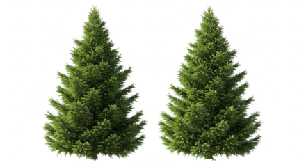 Two green pine trees isolated on transparent background