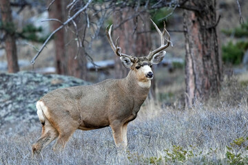 Mule Deer Buck Colorado