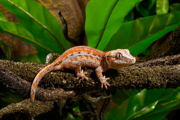 New Caledonia bumpy gecko //  Neukaledonischer Höckerkopfgecko (Rhacodactylus auriculatus) 