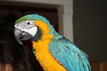 Blue-and-yellow macaw perches indoors beside a person, with vivid plumage and green crown. Tracery feathers and domestic enclosure frame the symbolic contrast of avian presence in a human space.