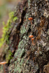 Closeup of small mushrooms growing on the bark of a dead tree.