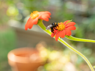 Mexican sunflower, Tithonia rotundifolia, with its bright orange petals, attracts lots of bumble bees.