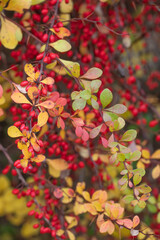 Berberis is a spectacular plant in the fall garden with its red berries and yellow leaves.