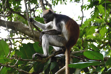 Obraz premium Zanzibar red colobus in Jozani forest. Tanzania, Africa