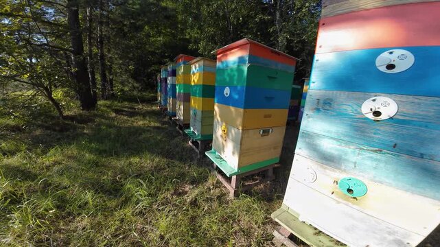 Rows of bright wooden beehives in a sunny forest apiary in summer. Colorful beehives stand in a row in a forest apiary on a sunny day, the tradition of beekeeping and the productivity of nature