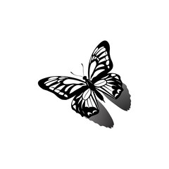 Butterfly with intricate wing patterns casting a shadow isolated on white background isolated on transparent background