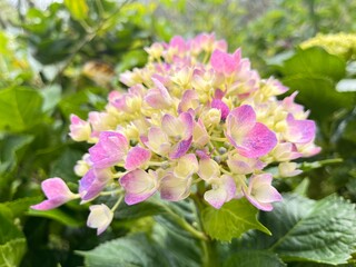 A close-up of pastel yellow-purple hydrangeas blooming in the garden. Natural light makes the petals look soft and fresh.
