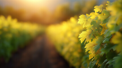 Sunny vineyard landscape with rows of green grapevines glowing in golden evening light, representing agriculture, growth, rural nature and serene summer countryside atmosphere.
