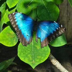 Iridescent blue spreads across open wings as veined leaves cradle stillness, capturing the winged rhythm and natural cadence of butterfly bloom and foliage presence.
