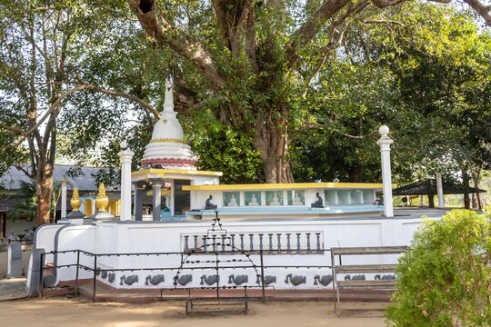A sacred Bodhi tree, surrounded by a decorated platform (Mal Asana), in Sri Bodhirajaramaya Buddhist temple in Thelulla, Sri Lanka