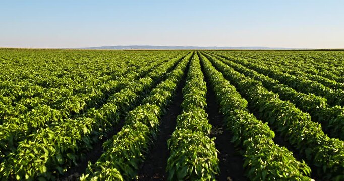 Green vegetable field with symmetrical rows