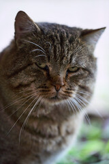 close-up tabby cat face sleepy expression, natural light highlights dense fur and long whiskers, shallow depth