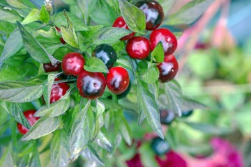 Vibrant red and black berries growing on a lush green plant in a garden under bright sunlight