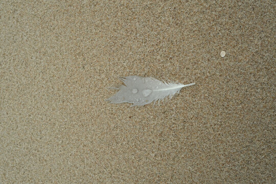 Fototapeta bird white feather on the  white sand with water-drop