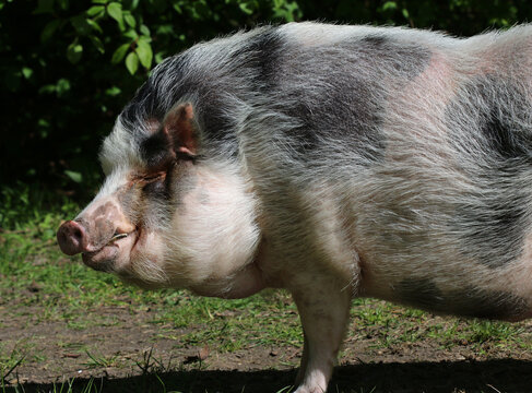 Minnesota-Minischwein - Minnesota Minipig