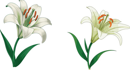 Elegant white lily flower botanical illustration with green leaves, detailed floral artwork for nature design, realistic blooming plant drawing isolated clean