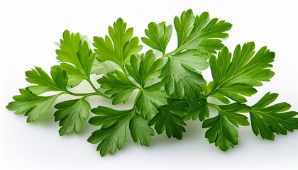 Fototapeta premium green parsley isolated on white background