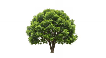Lush Green Tree with Dense Foliage in Natural Setting