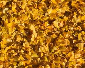 Autumn colors. Bed of ginkgo yellow leaves as background