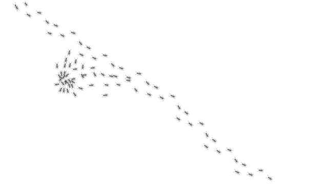 Ant trail. Walking group of black insects. Line of worker ants marching in search of food. Curve footpath of home pest isolated on transparent background. Vector