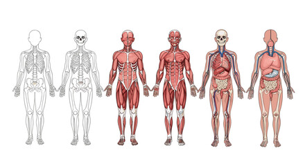 A detailed anatomical illustration series of the human body showing progression from outline to skeleton muscular system and finally internal organs.