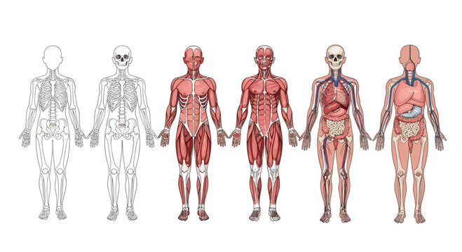 A detailed anatomical illustration series of the human body showing progression from outline to skeleton muscular system and finally internal organs.