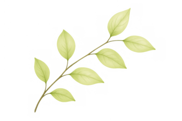 Green leaves branch in watercolor style, natural botanical illustration with transparent background, organic design element