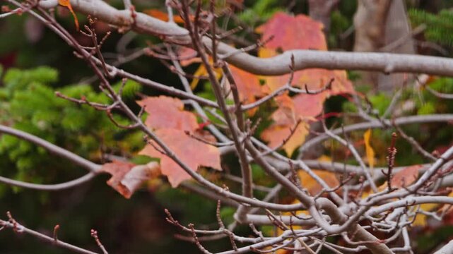 The Beauty Of Canadian Nature Captured In A Moment As A Blue Jay Sits On A Maple Tree With Colorful Autumn Leaves. Wild Blue Jay Sitting On Maple Branch With Red Fall Leaves