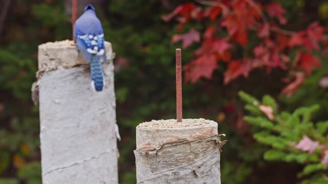 Blue Jay Pecking Food On Concrete Post In Autumn Forest Canada. Canadian Wildlife Scene Featuring A Blue Jay Eating Grains On A Concrete Pillar Amid Red And Yellow Leaves.