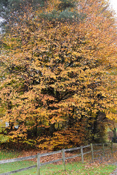 Autumn in the city	