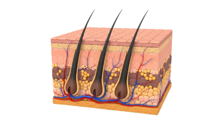Anatomical Cross- Section of Human Skin Layers With Hair Follicles