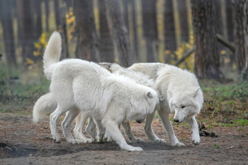 three white arctic wolves in the forest