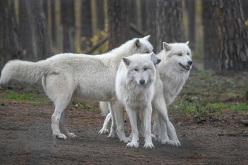 Obraz premium three white arctic wolves in the forest