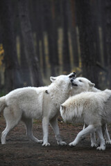 three white arctic wolves in the forest