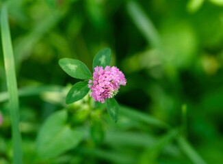 Close-up shot of a single pink clover flowering in meadow
