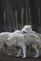 three white arctic wolves in the forest