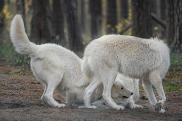 three white arctic wolves in the forest