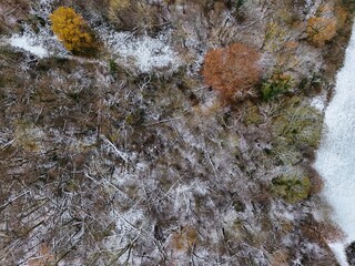 Early Winter Forest from Above