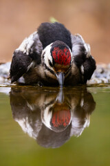 close up of a woodpecker
