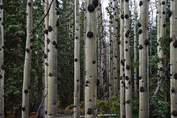 Aspen Trees Colorado