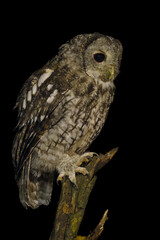 owl on a branch