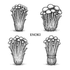 Enoki Mushroom Set in Vintage Engraving Style, Transparent Background