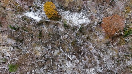 Early Winter Forest from Above