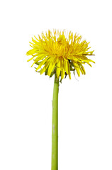 Fototapeta premium Dandelion isolated on transparent background