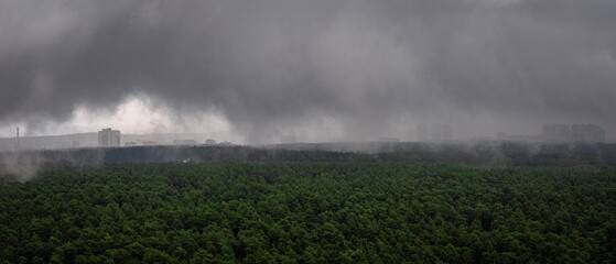 top of pine trees powdered with white snow 4