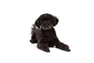 Black Poodle dog lying down on a white studio background, looking at the camera, full body.